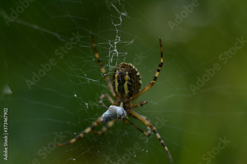 Large forest spider on a web close up