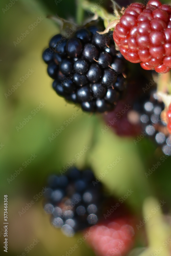 Ripe blackberries on bush branches in the forest Ripe blackberries on bush branches in the forest