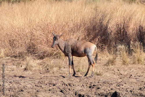 A Red Haartebeest covered in mud at a water hole.
