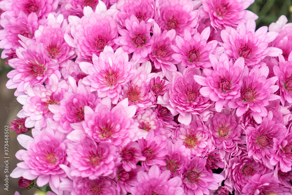 Obraz premium pink chrysanthemum flowers on blurred green background.