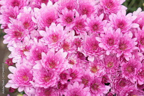 pink chrysanthemum flowers on blurred green background.