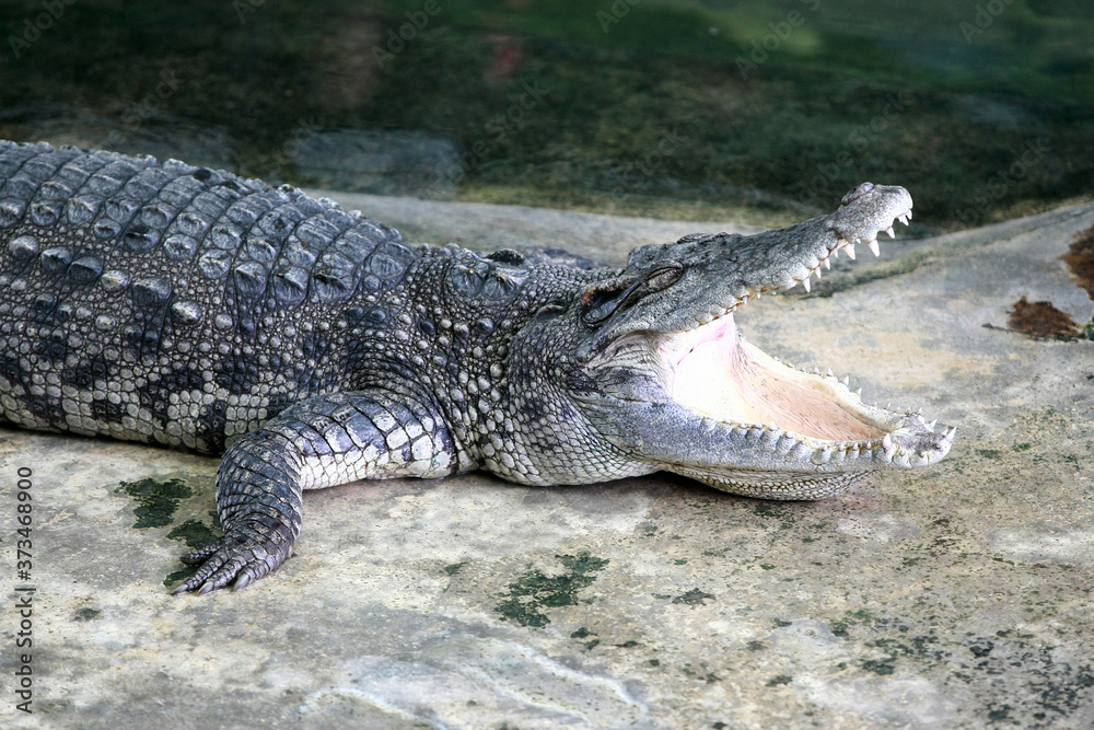 Fototapeta premium The big crocodile in the farm
