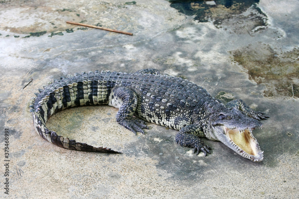 The big crocodile in the farm