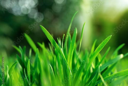Fresh green spring gras closeup with sun. Lawn grass sprouting, sowing crops and grains