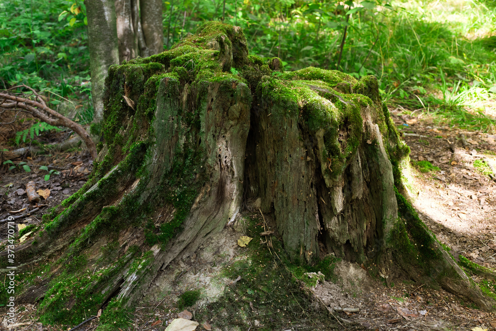 large tree stump in summer forest