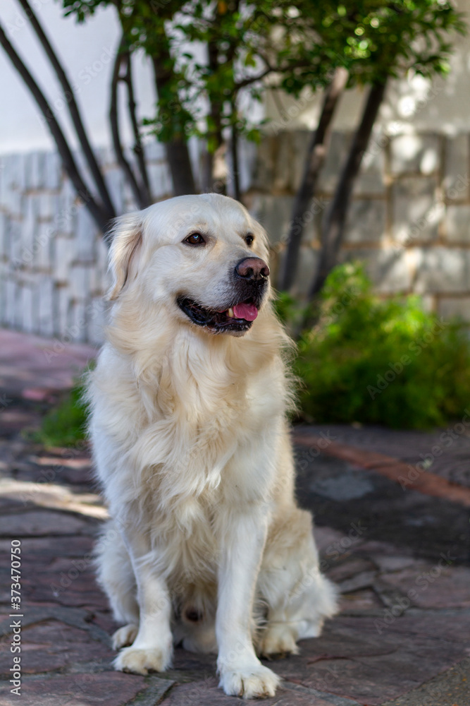 Golden Retriever (Canis lupus familiaris) close-up with open mouth