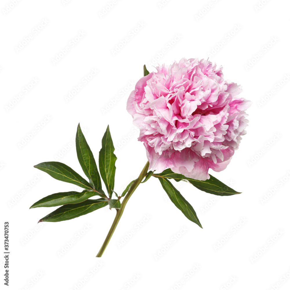 Delicate pink peony flower isolated on white background.