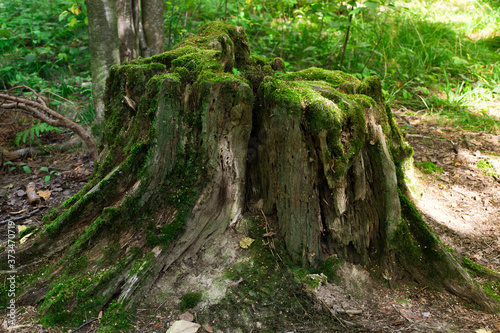 large tree stump in summer forest © Anna
