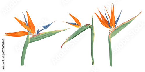Vector flowers on a white background. Strelitzia flowers. Tropical flowers.