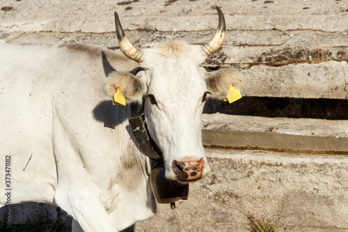 Podolic cow near watering place photo