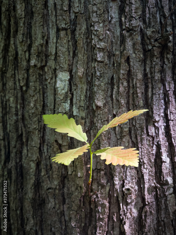 An oak twig with four young leaves in the spring against a dark bark during the day in the woods. New life in the spring in nature.