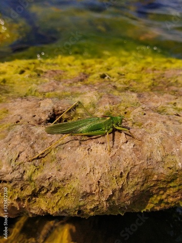 A green grasshopper is sitting on a rock overgrown with algae on the seashore.