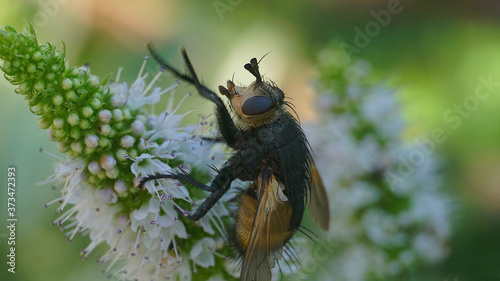 Makroaufnahme eines Insekts. photo