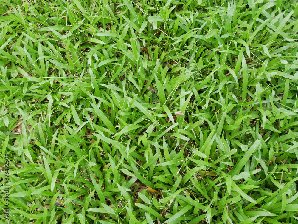 green grass background green grass background