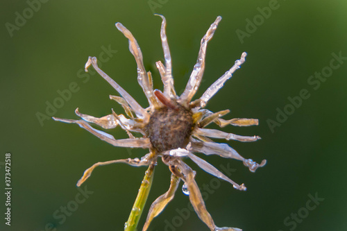 Close up of wilted dandelion flower Macro flower © klaus