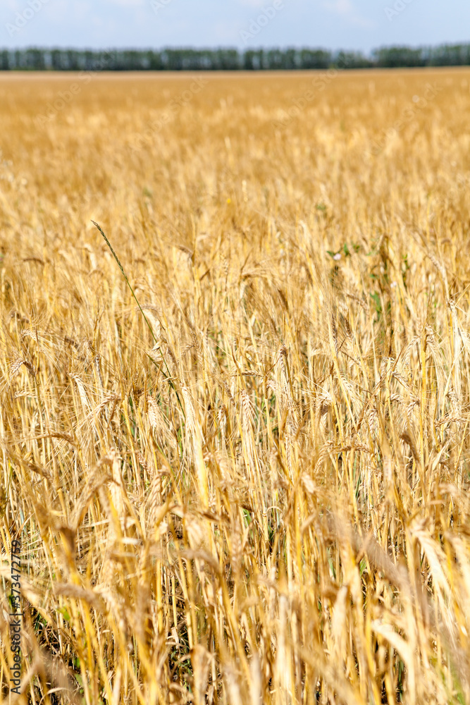 Wheat field. Ears of golden wheat are on foreground close up. Beautiful nature landscape with horizon view Wheat field. Ears of golden wheat are on foreground close up. Beautiful nature landscape with horizon view
