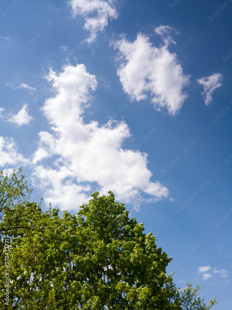 Leafy tree top against the blue sky with clouds, spring greenery during a sunny day. Leafy tree top against the blue sky with clouds, spring greenery during a sunny day.