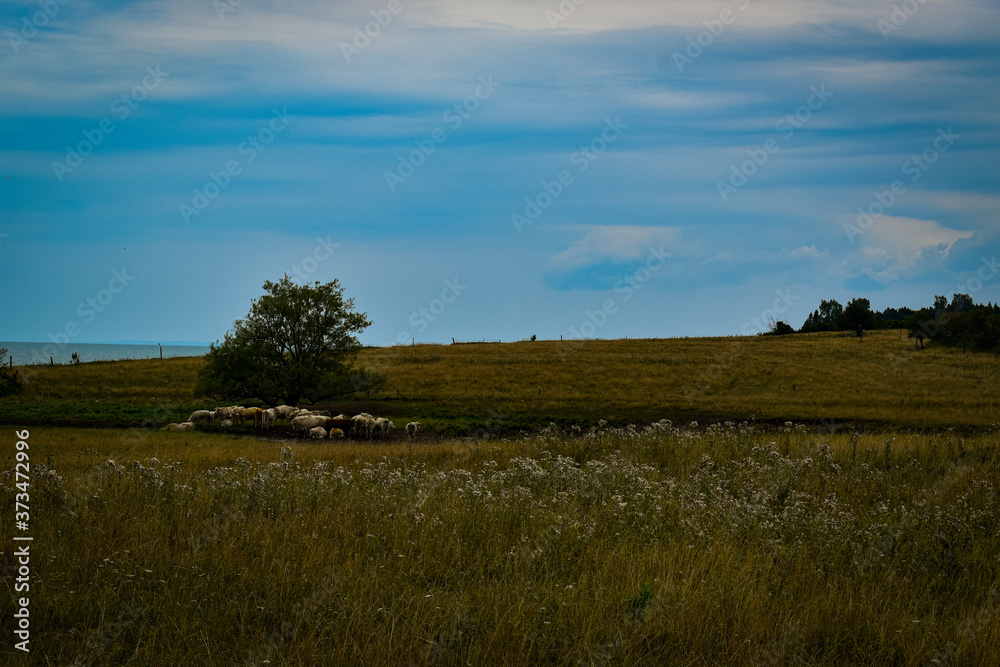 Fototapeta premium cows grazing in a field 