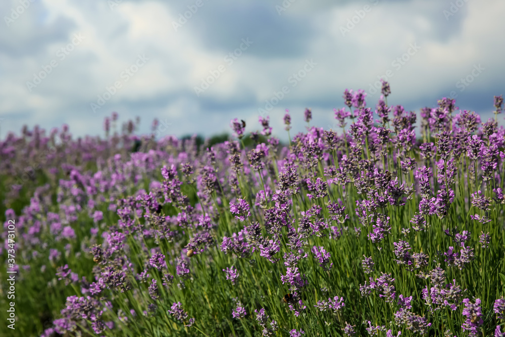 Beautiful lavender flowers growing in field, closeup Beautiful lavender flowers growing in field, closeup