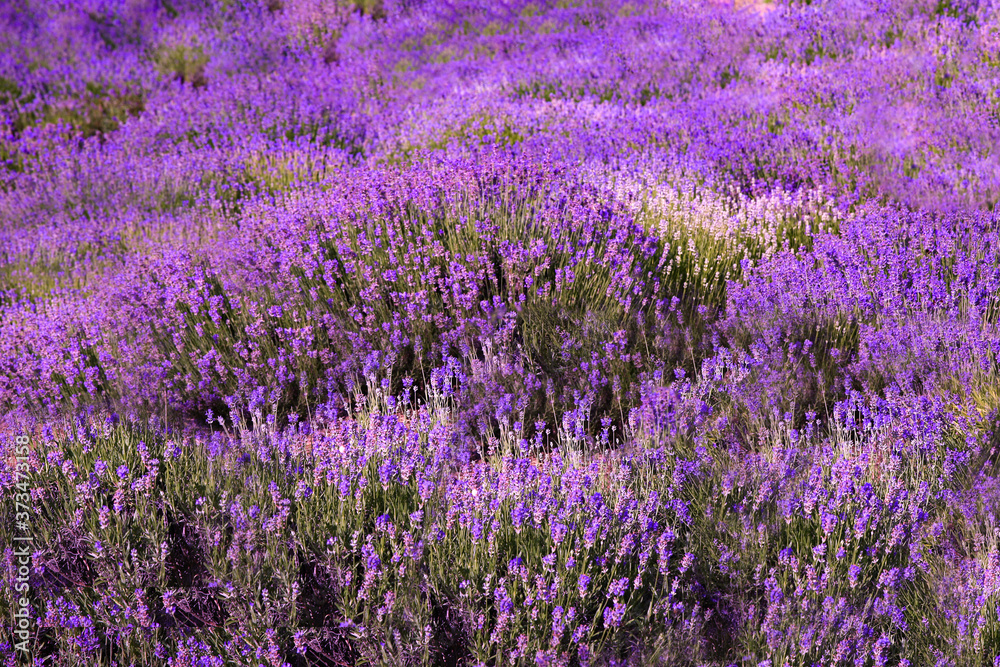 Fototapeta premium Beautiful lavender flowers growing in spring field