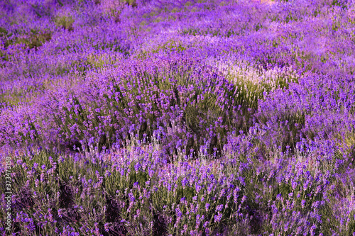 Beautiful lavender flowers growing in spring field