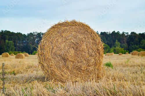 Obraz na płótnie Wheat roll at farm field w salonie