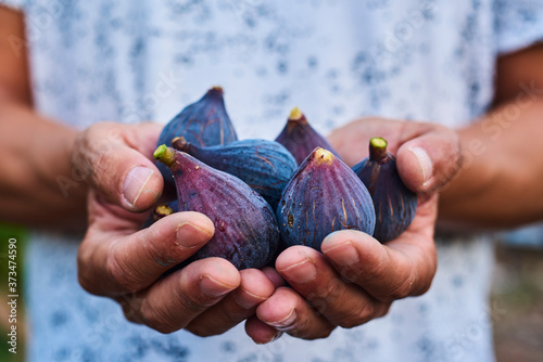 Canvastavla man with freshly collected figs in his hands