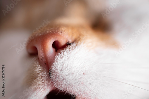 Close-up of a sleeping red and white cat's head viewed with nose, nostrils, medial cleft and the open mouth. Focus on the hair next to the nose