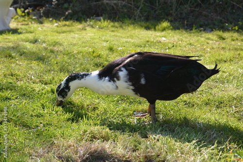 A cute black and white pet duck or drake foraging in green grass in a garden