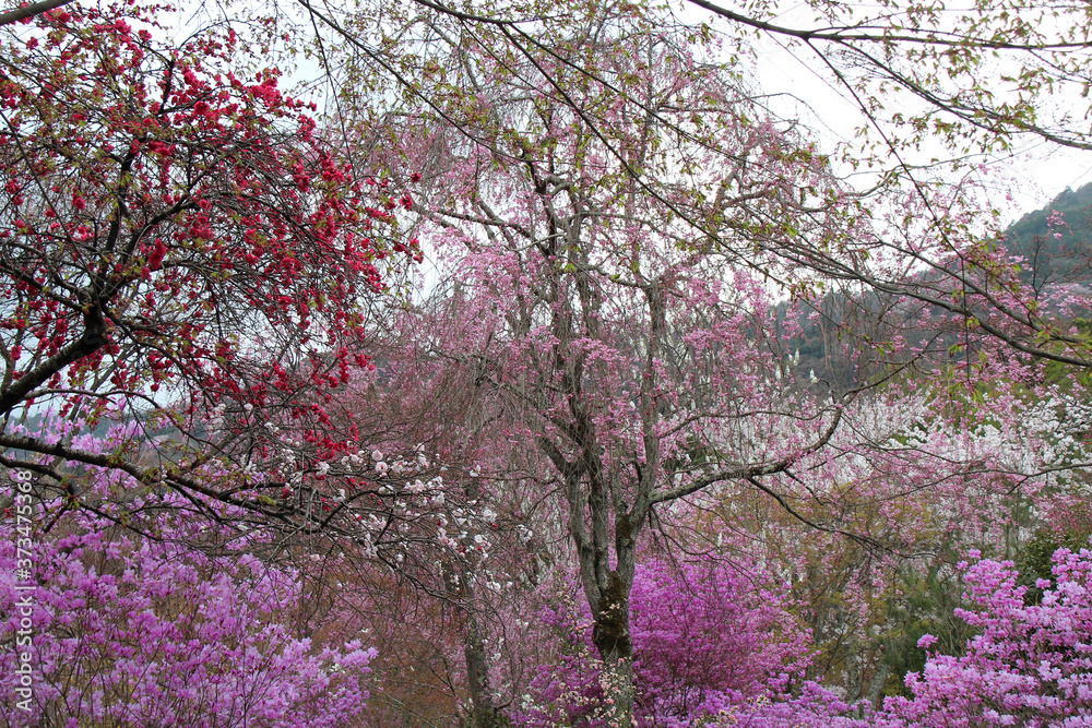 cherry trees in a garden of a temple (tenryu-ji) in kyoto (japan) cherry trees in a garden of a temple (tenryu-ji) in kyoto (japan)