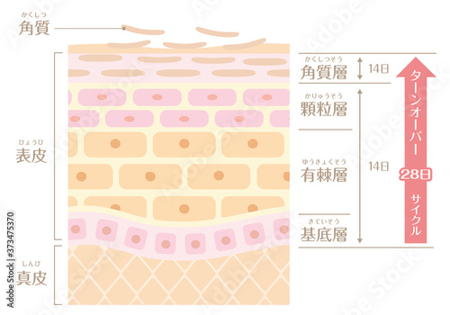 Fotobehang 肌の構造／皮膚の構造_ターンオーバー