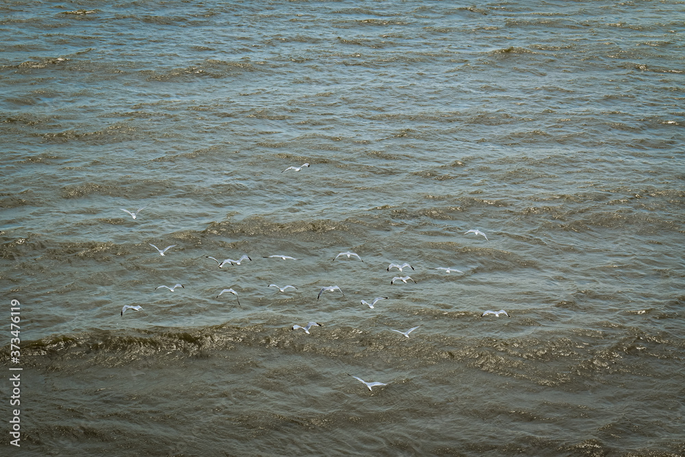 seagulls flying over grey water seagulls flying over grey water