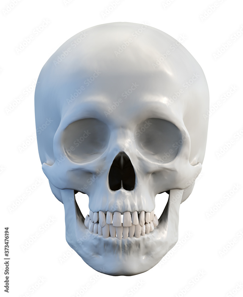 Classic human anatomical skull on isolated white background, 3d render Classic human anatomical skull on isolated white background, 3d render