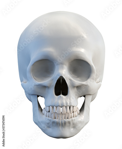 Classic human anatomical skull on isolated white background, 3d render