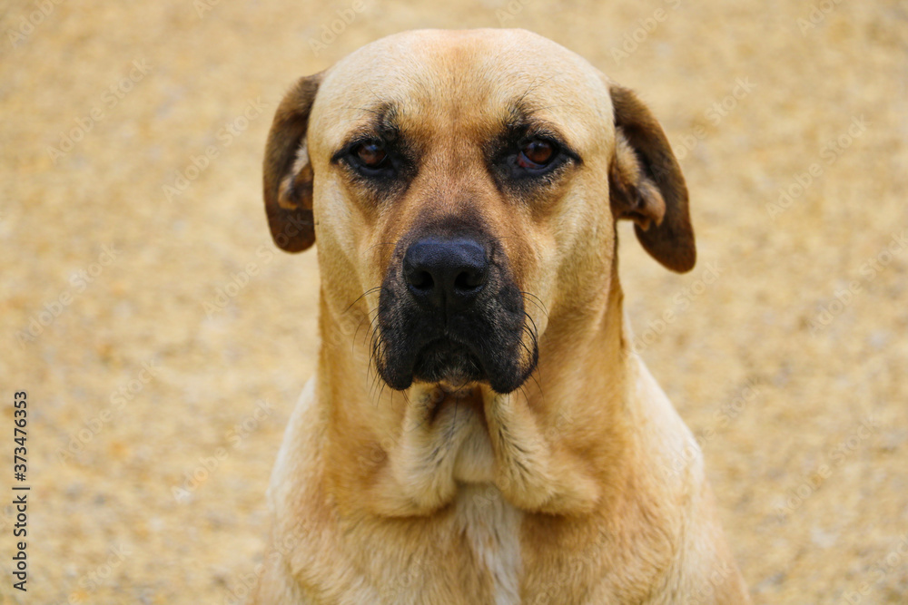 Close-up on a light-colored dog with sad eyes.
