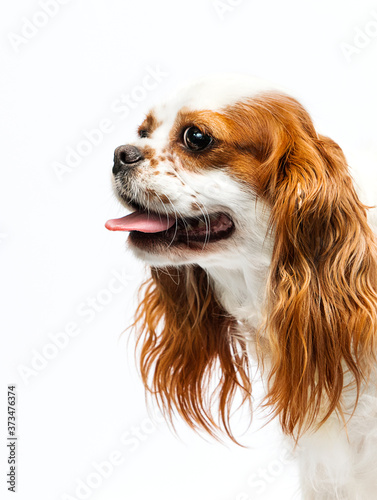 Fotomurale dog looking sideways Cavalier King Charles Spaniel