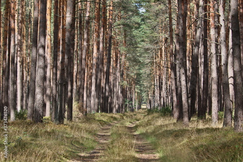 Waldweg durch einen Nadelwald