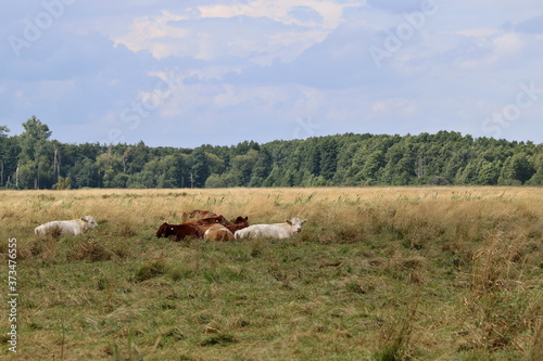 weiße und braune Rinder liegen auf der Weide © ReNi
