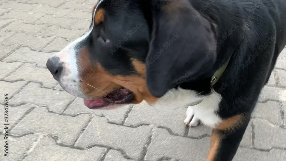 Mountain dog breed. Young thoroughbred puppy on a leash. A rare breed of dog. Mountain dog breed. Young thoroughbred puppy on a leash. A rare breed of dog.