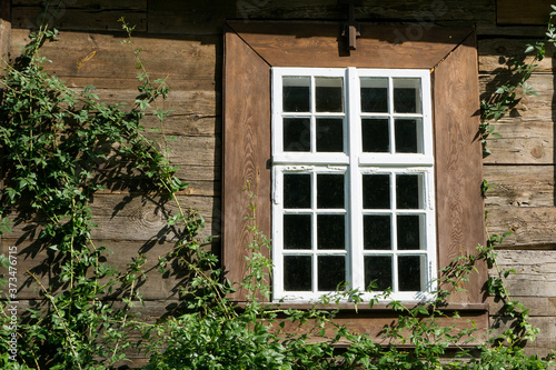 Wooden window background. Rustic cottage house wall. Vintage cabin white paint frame. Countryside architecture texture. Climber plant background. Creeper plant texture. Gedge bush pattern.