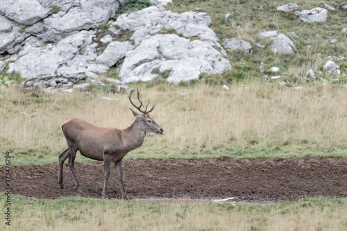 Young Red deer ready to drink (Cervus elaphus)