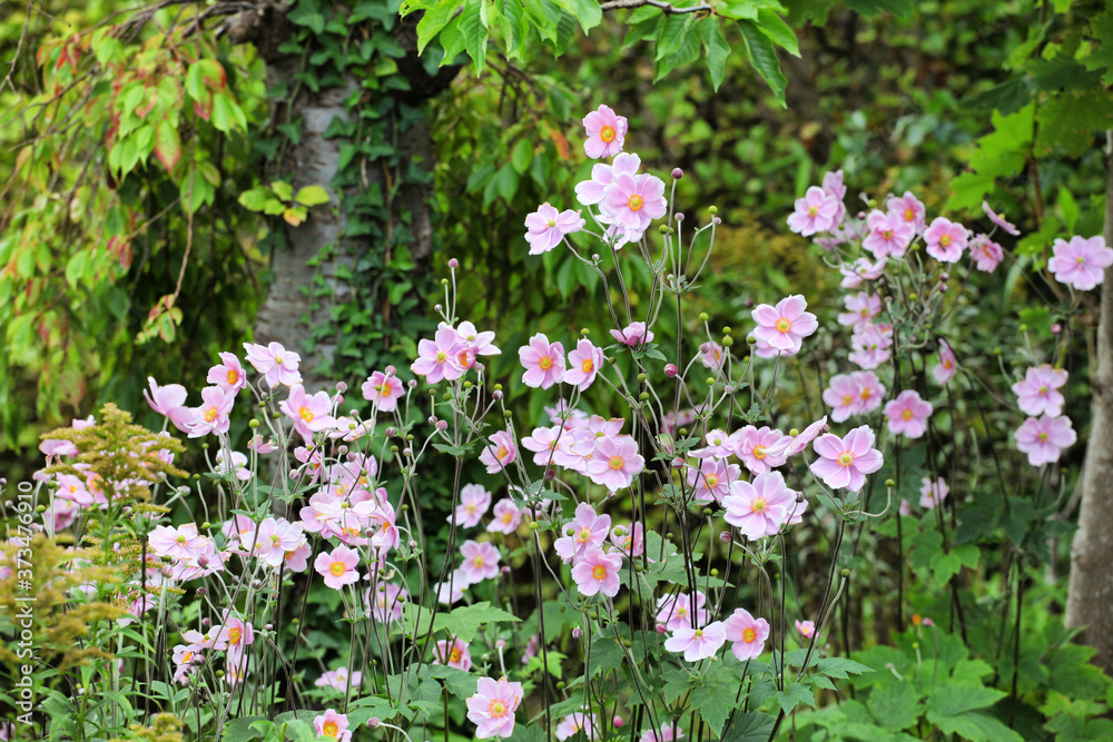 Naklejka premium Anemone tomentosa ÔRobustissimaÕ, or Grapeleaf Anemone in flower during the autumn