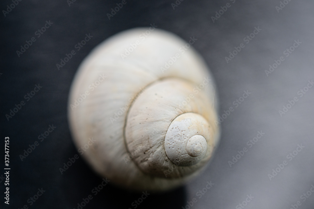 white shell close up