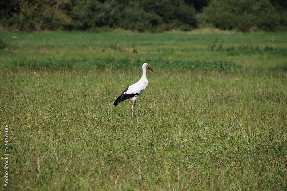 Obraz premium Stork searching for food in the meadows of Moordrecht