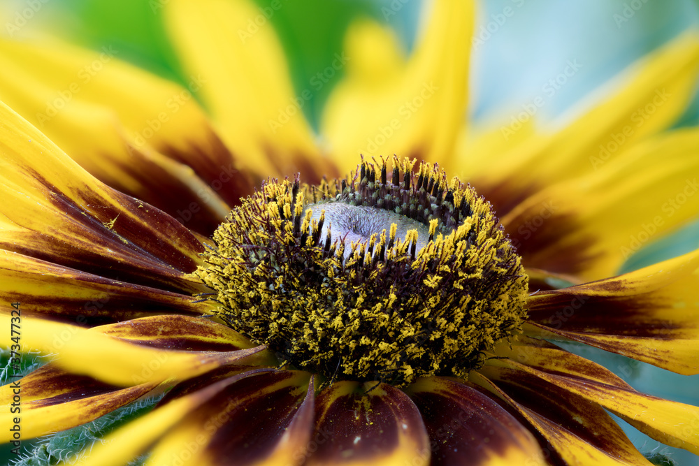 Φωτογραφία Rudbeckia hybrid, flowerhead;  garden flower in the sunflower family