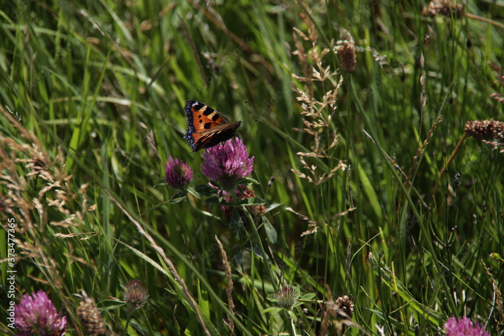 Trifolium pratense, the red clover with butterfly Trifolium pratense, the red clover with butterfly