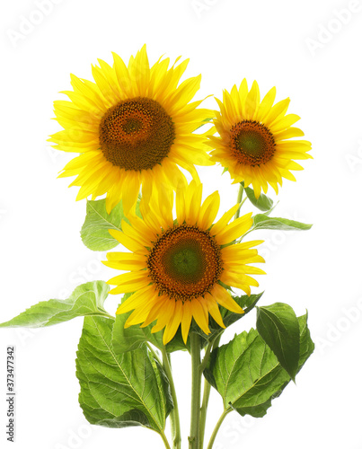 Beautiful bright blooming sunflowers on white background
