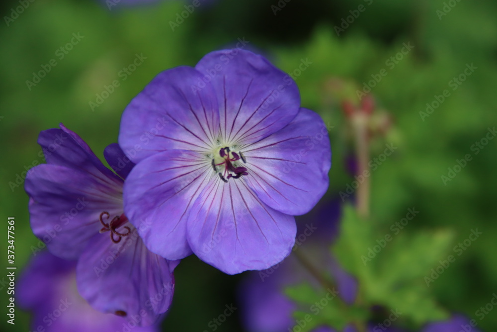 Cranesbill Geranium Rozanne in violet color Cranesbill Geranium Rozanne in violet color
