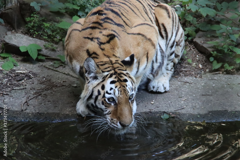 Amur or Siberian tiger in the Ouwehand Zoo