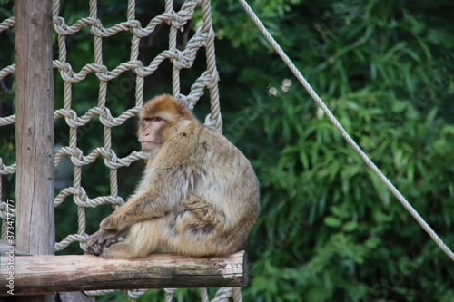 barbary macaque in the Ouwehand Zoo Holland